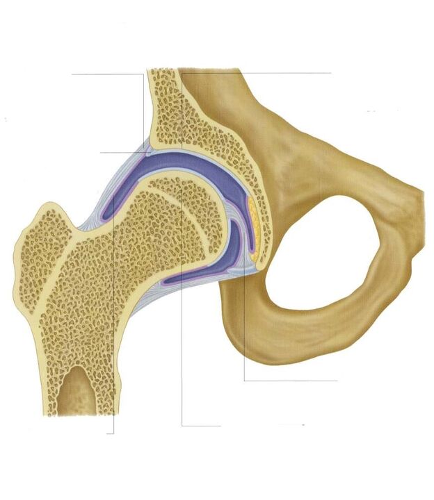 Section de l'articulation de la hanche